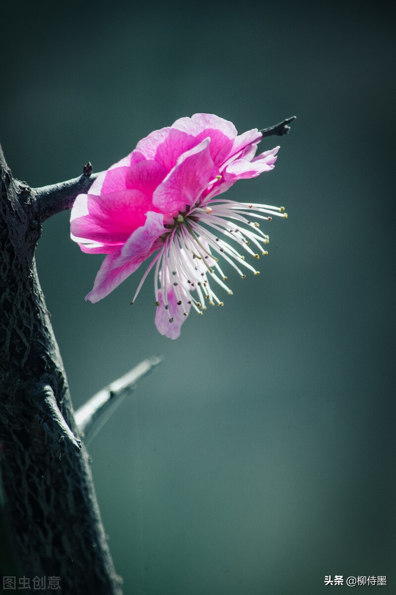 冬梅花图片大全大图(红梅腊梅争艳开) - 赤虎壹号