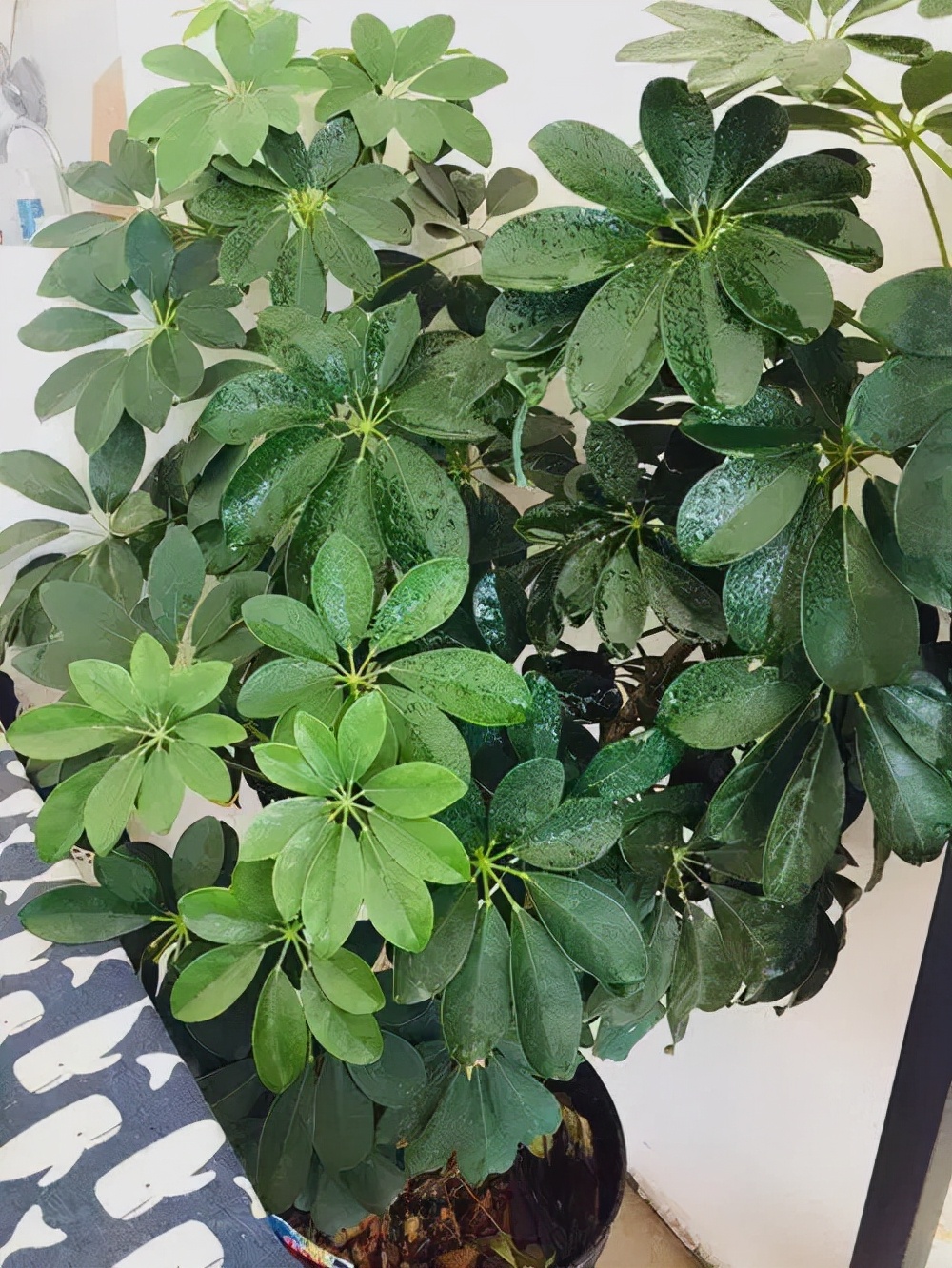 盆栽"8大树",随便选一种,招财又旺宅