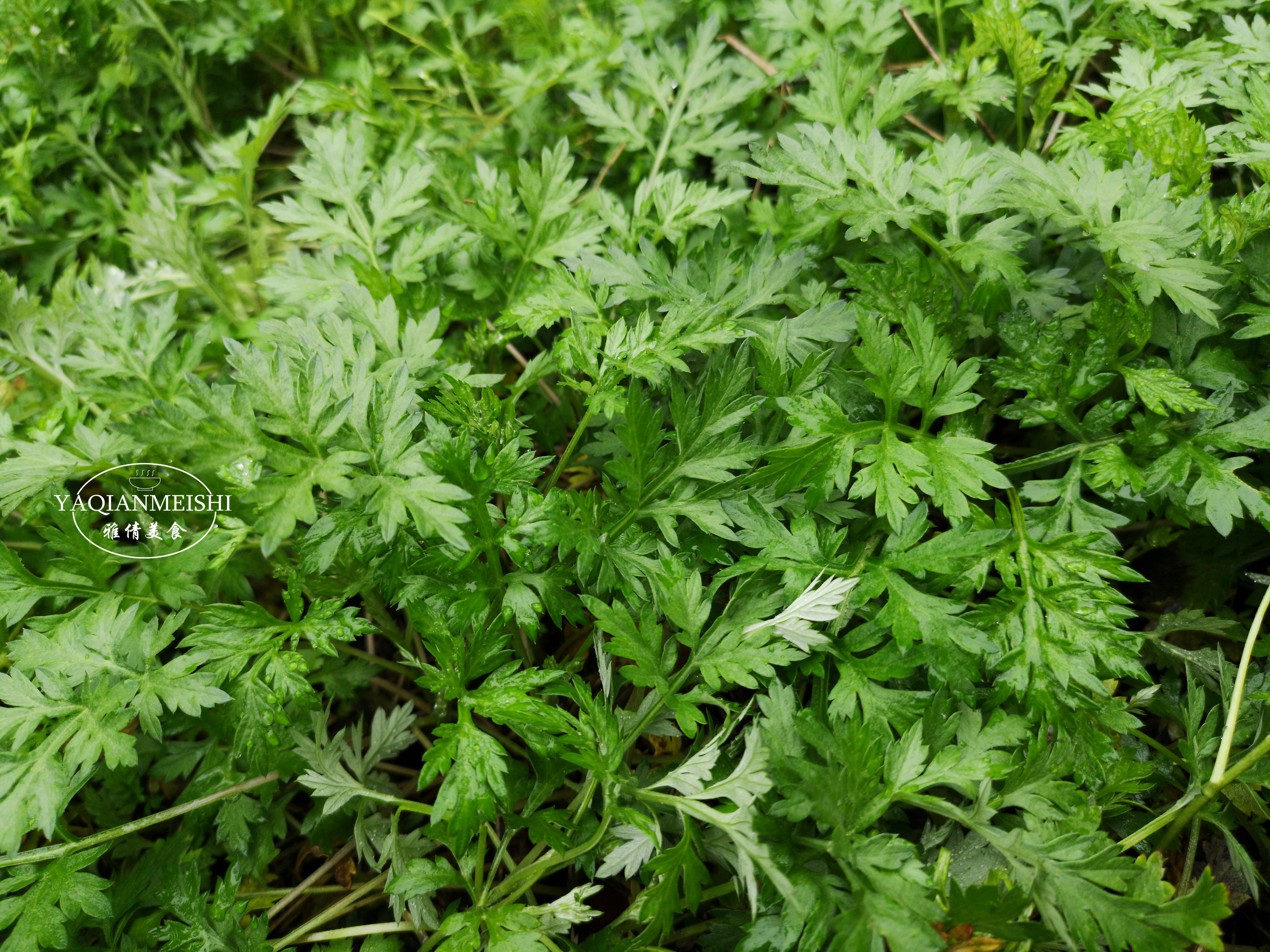 由主茎,叶柄,叶片3部分组成,没有侧枝,叶片正面为绿色,背面微白带绒毛