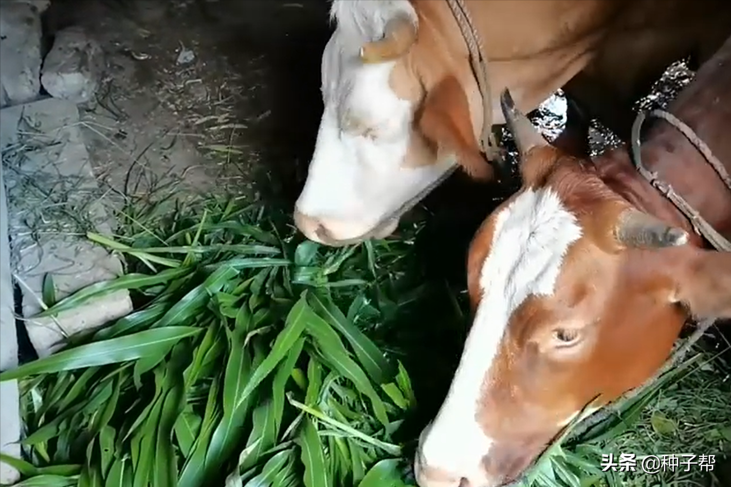 湖北養(yǎng)牛種草，墨西哥玉米草畝產(chǎn)20噸鮮草，甜度大，增重效果好