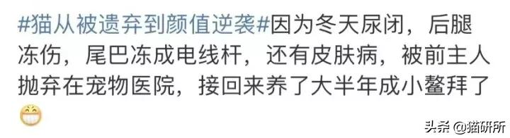 警惕猫咪冬季冻伤!急救指南在这里…