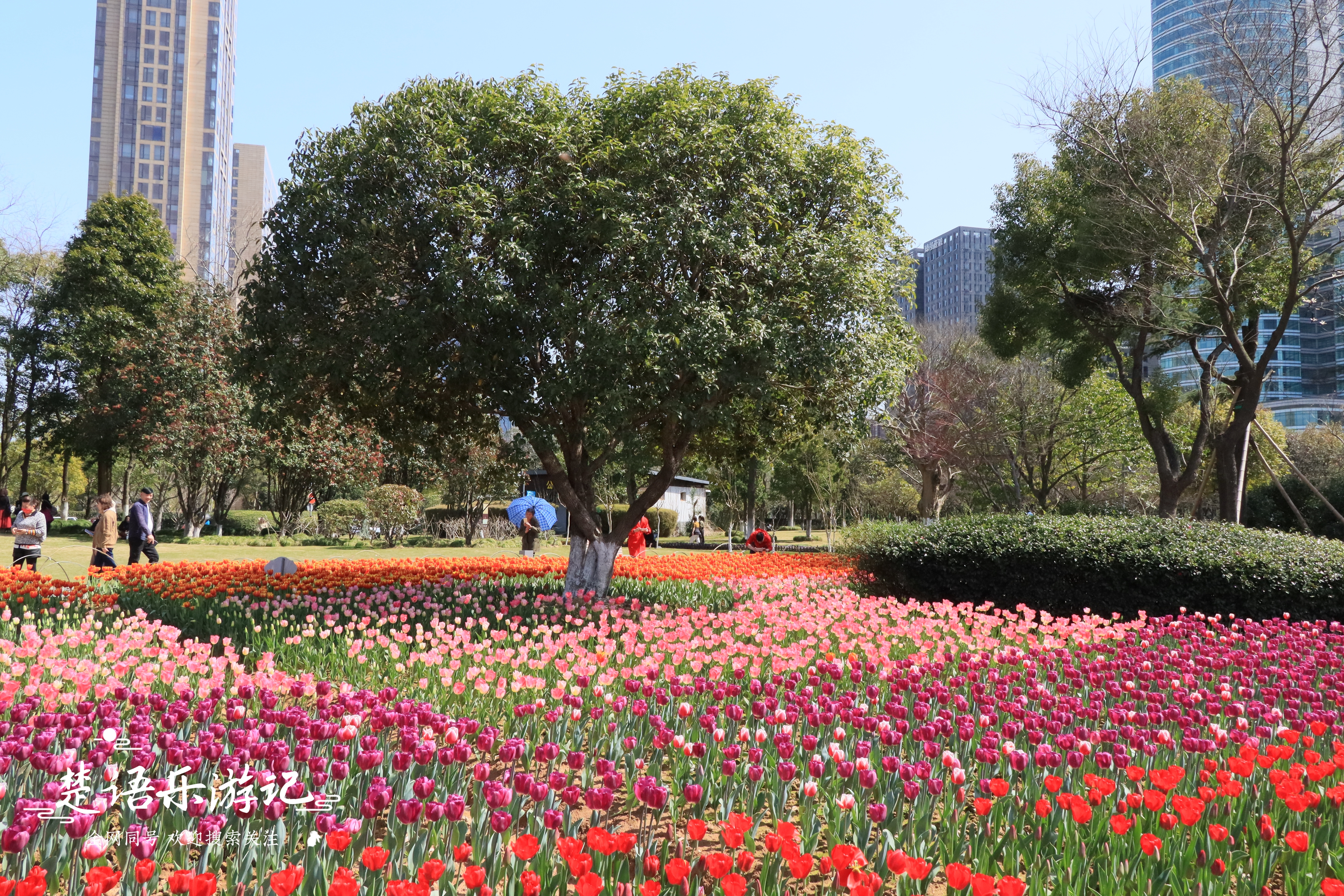 东面有郁金香花海，西面有油菜花海，浙江省宁波市这个公园又火了