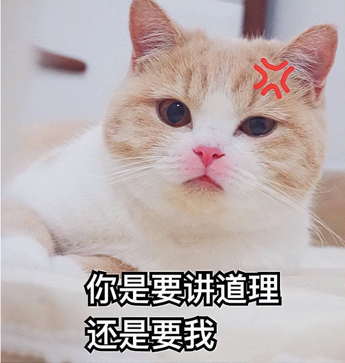 我可能会说(醒醒吧，他可能只是在假装喜欢你)