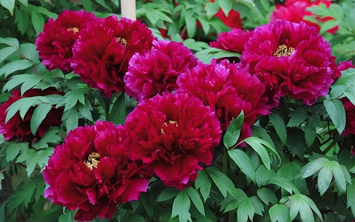 18首关于牡丹花的诗词：惊艳妖娆，绚丽如梦，一美千年