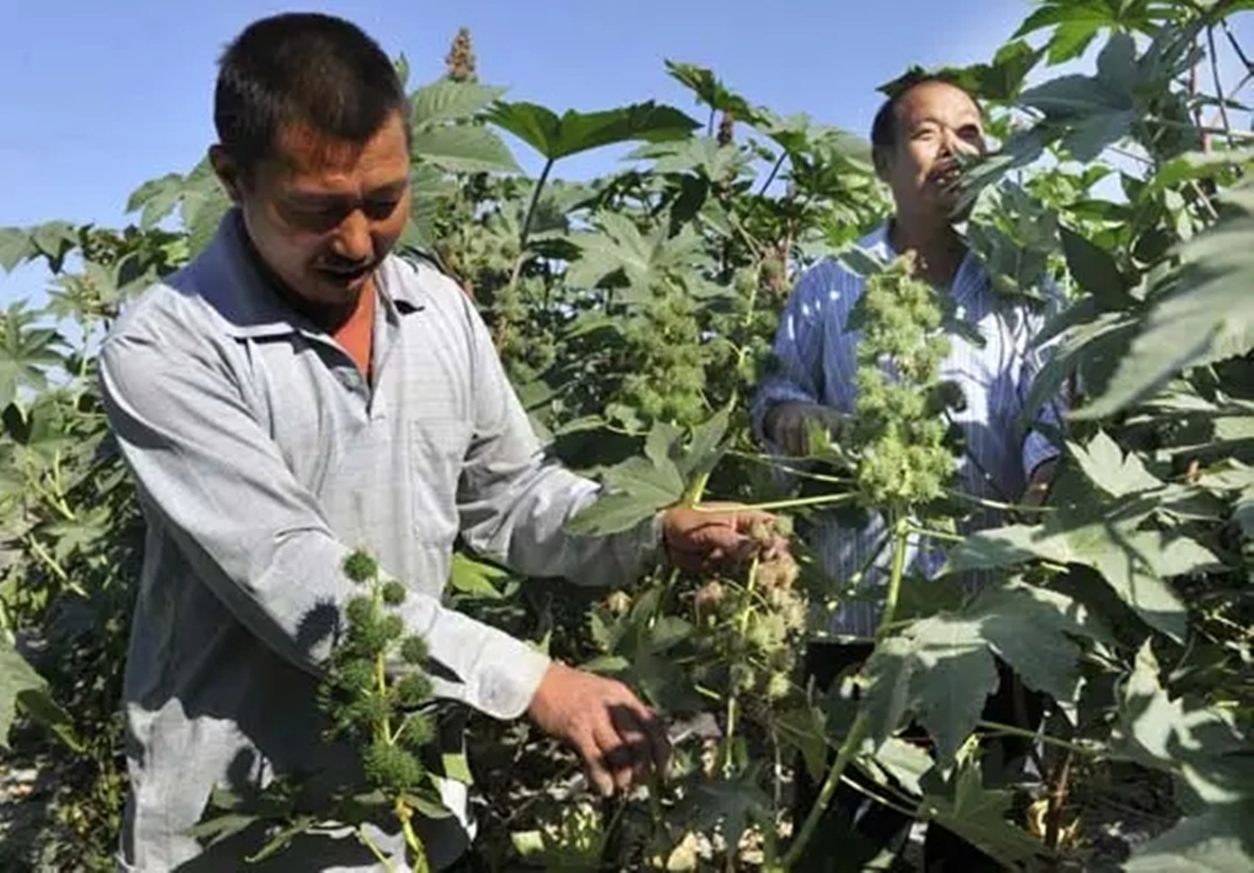 蓖麻：我国农村常见的一种植物，为何会被美国列为战略物资？