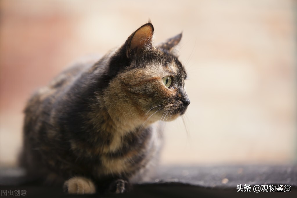 猫会说话吗？为什么要杀死会说话的猫