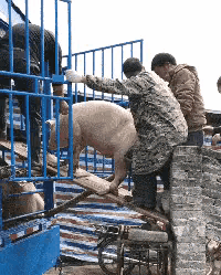 神回复：下次再听到钱难挣、屎难吃，就知道怎么回复了