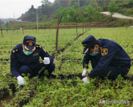 海关口岸验核监管证件之进出口农药篇