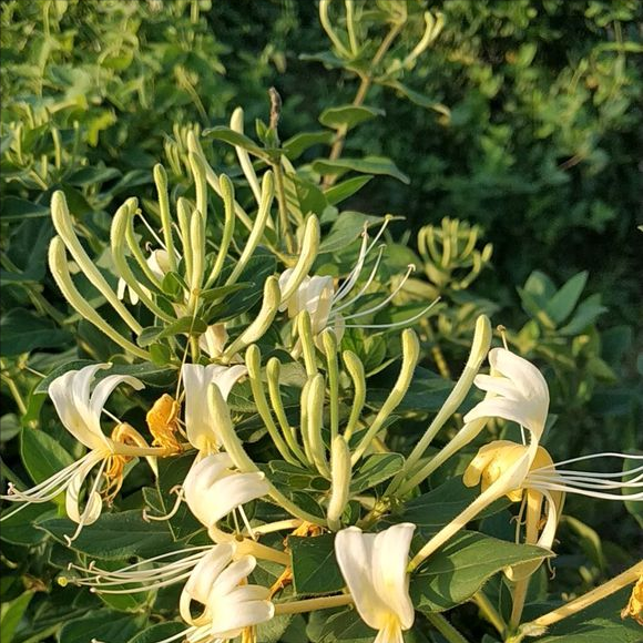 在家养金银花好吗？金银花图片欣赏