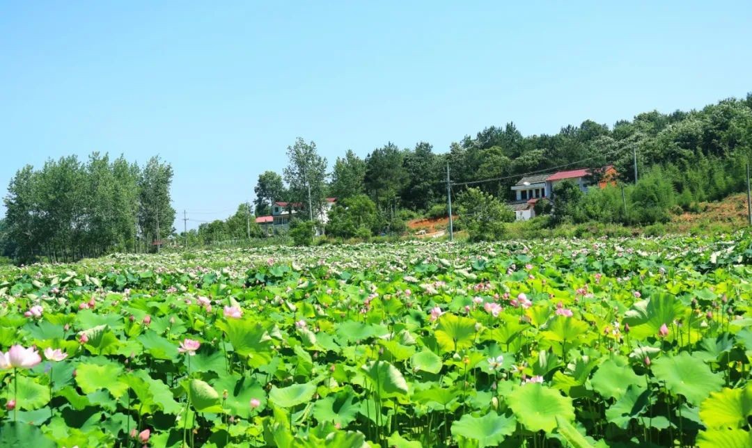 光山县：荷花悄然绽放 迎来最美夏季