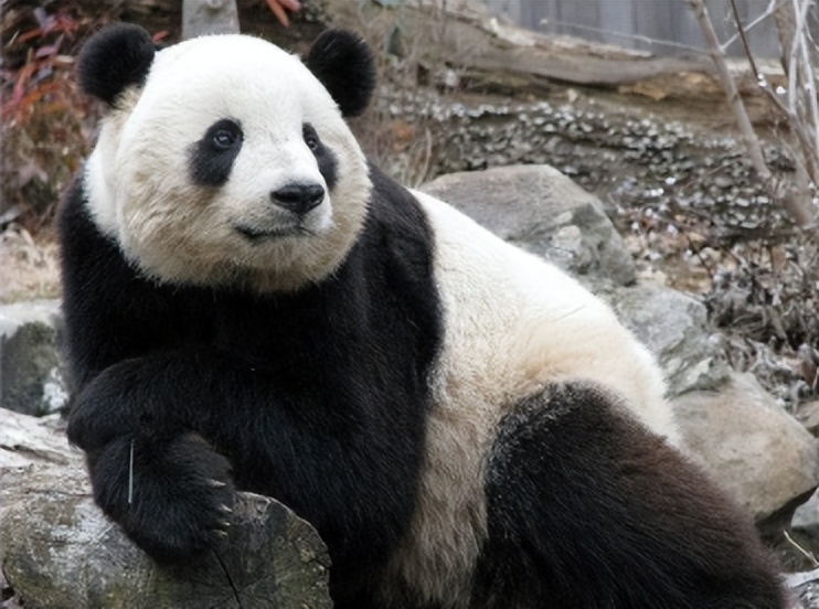 熊猫到底“俘获”了多少日本人？有人甚至要把遗产留给熊猫……