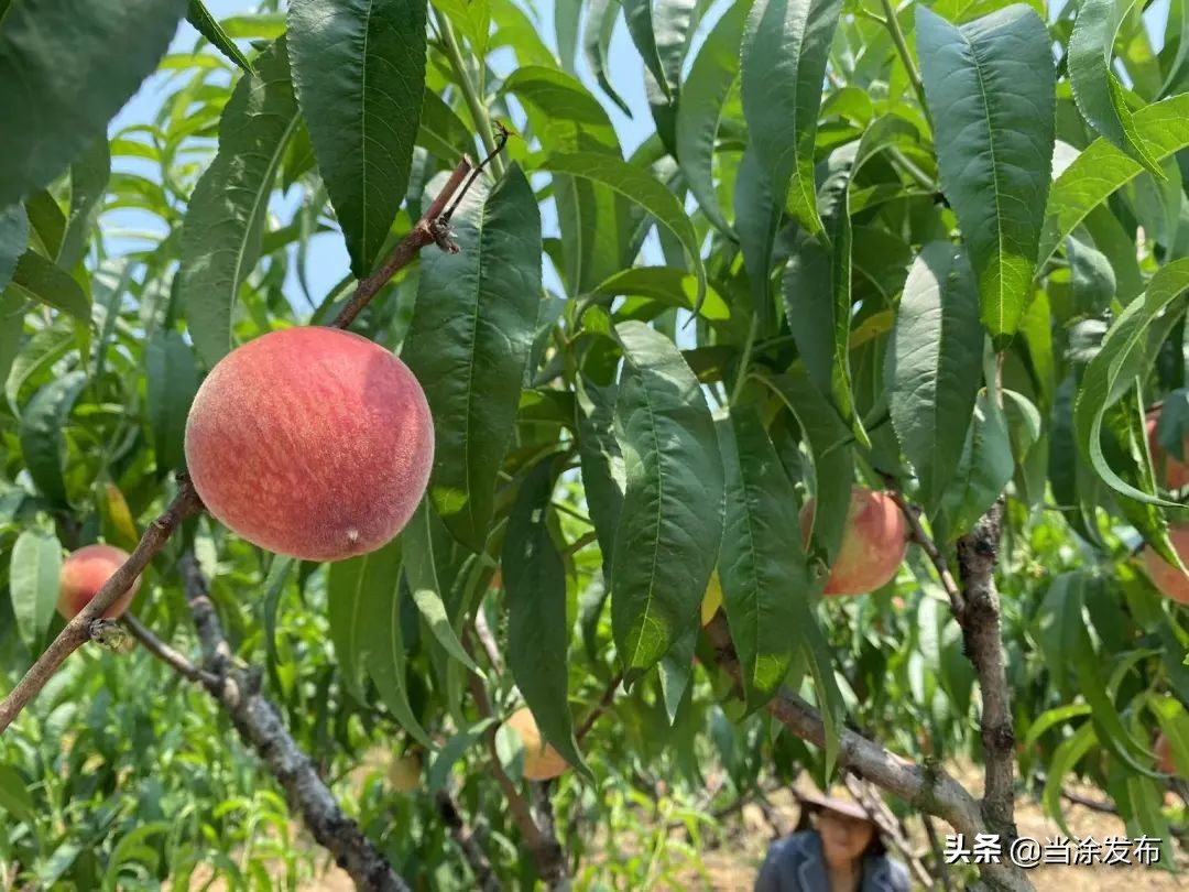 安徽当涂：大青山的枇杷熟了！