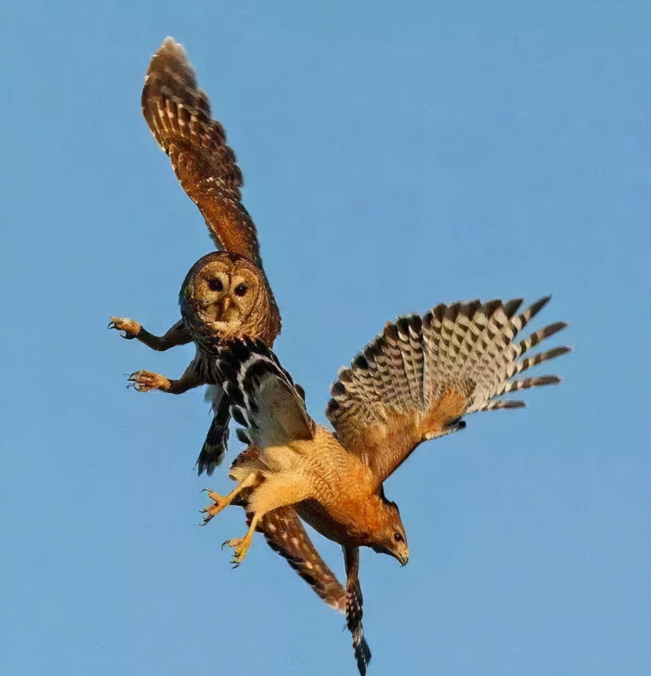 猫头鹰图片(捕食老鹰不在话下,猫头鹰的实力被严重低估?