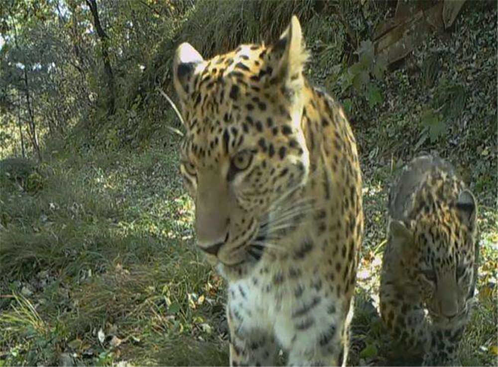 过山峰蛇追人图片(太行山) - 赤虎壹号