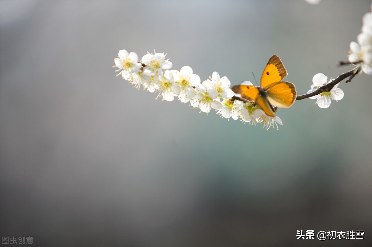 早冬可爱蝴蝶诗词五首：蝶知爱花为花出，谁家黄蝶过娟娟？