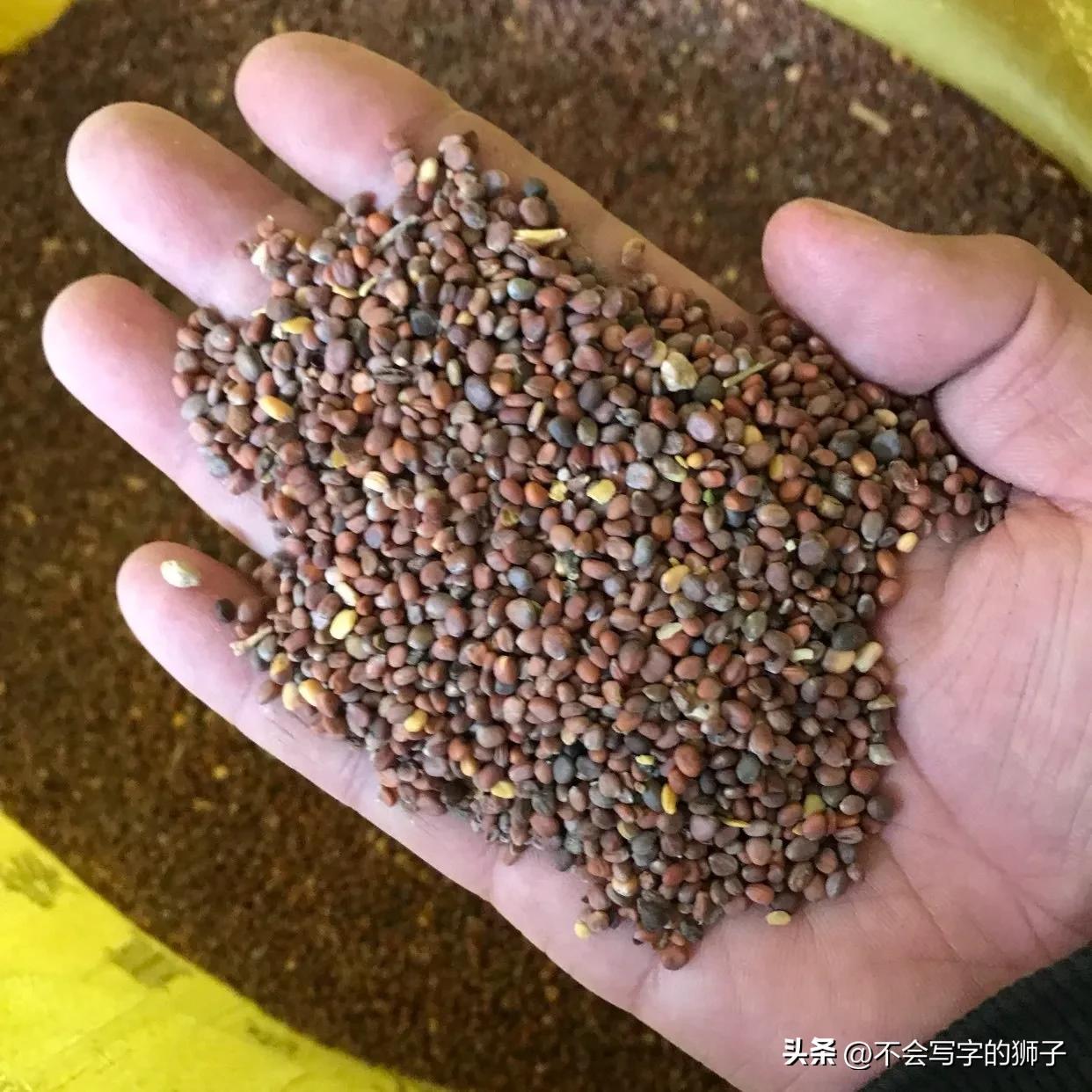 莱菔子药理作用