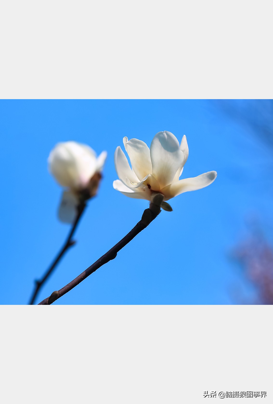 玉蘭花圖片,玉蘭花圖片大全大圖