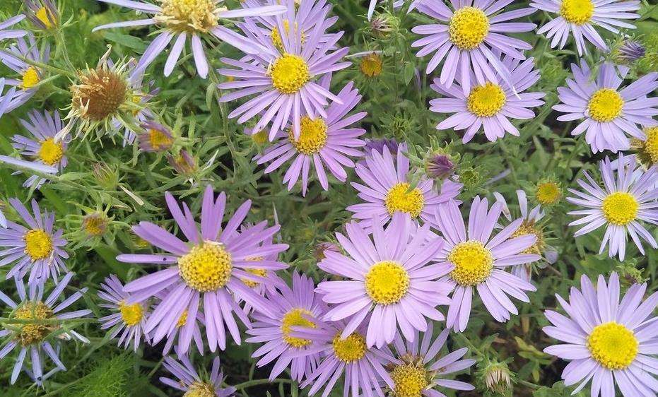 雏菊花语是什么(路边常见的小雏菊) - 百百科