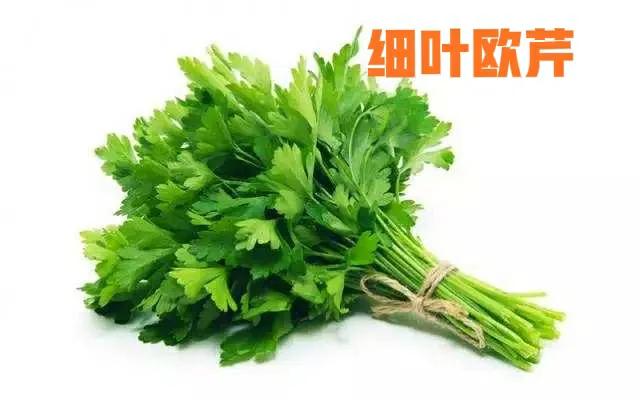 莳萝叶是什么（盘点餐桌上长的很像的香料）