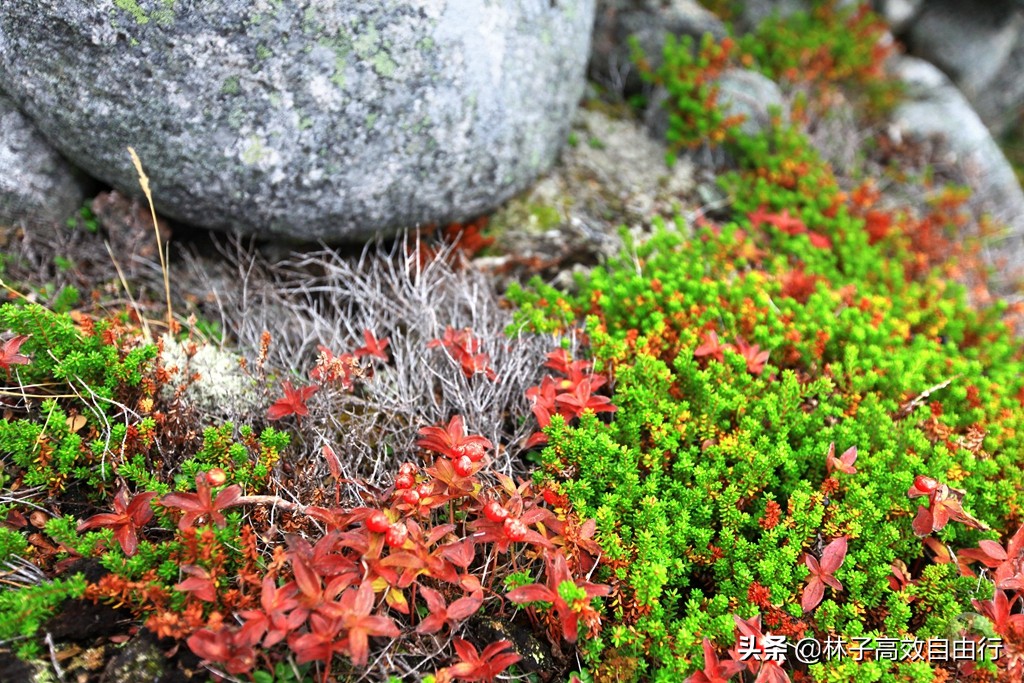 一个在俄罗斯追光成功的游客告诉你：除去运气，追极光其实并不难