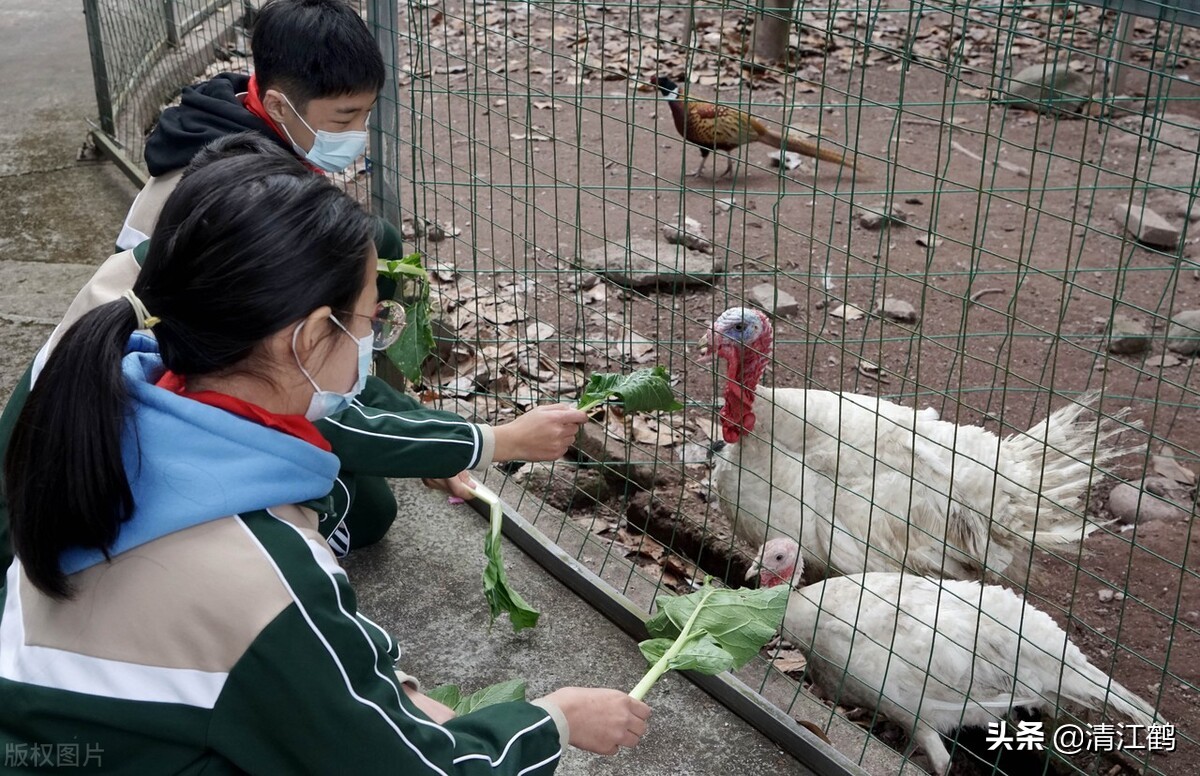 锦鸡养殖,锦鸡养殖需要什么条件