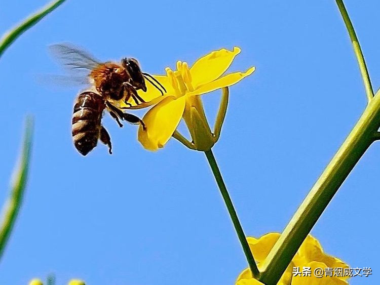 桃红柳绿蜂蝶舞 如月风景美如画（诗六首）