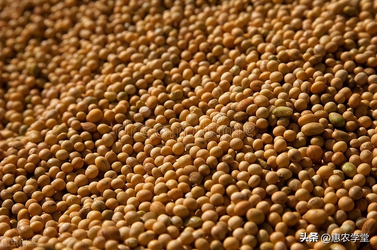 现在大豆市场价格多少钱一斤？附：2022下半年大豆价格行情分析