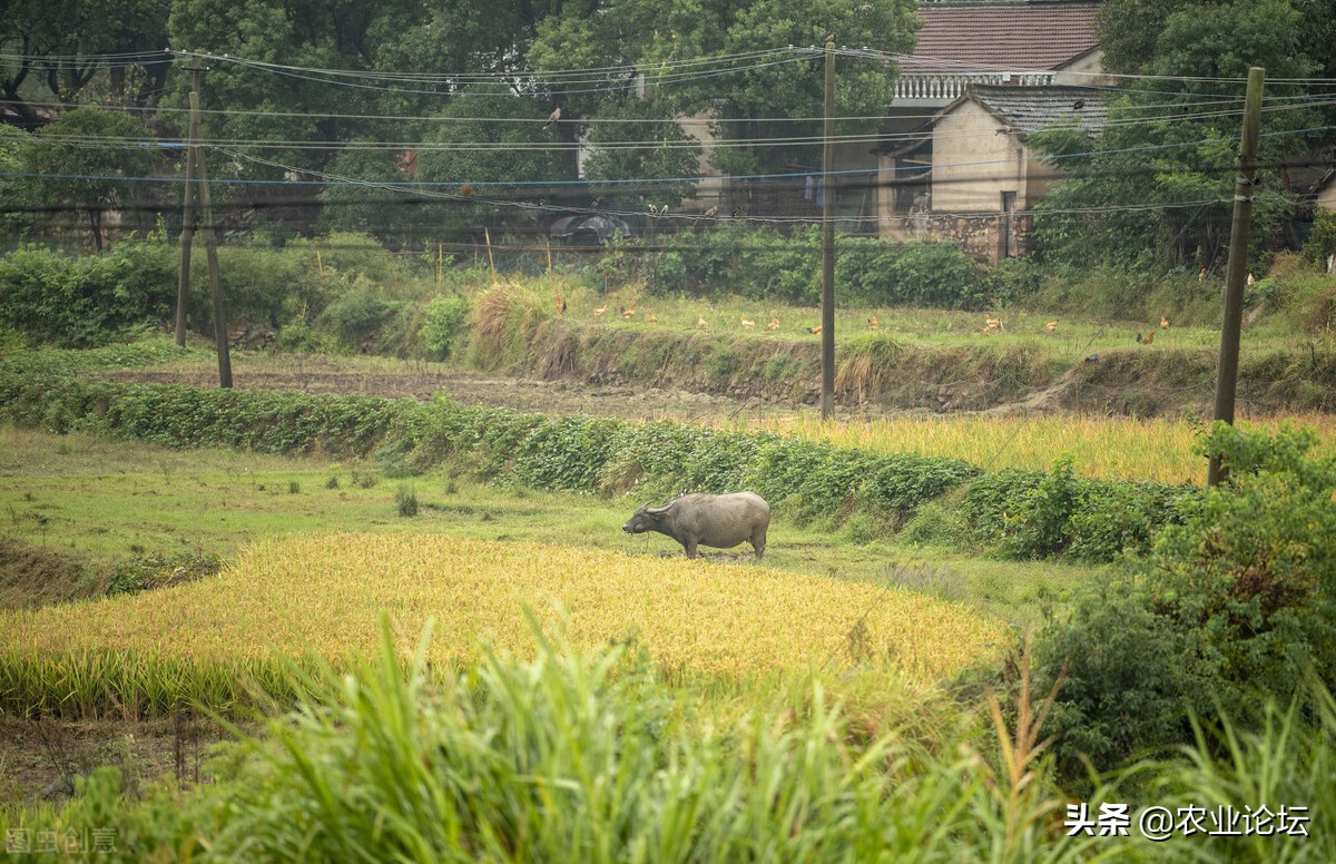 銅陵市惠農(nóng)補(bǔ)貼最新政策2022年：棉花補(bǔ)貼標(biāo)準(zhǔn)是多少？附補(bǔ)貼對(duì)象