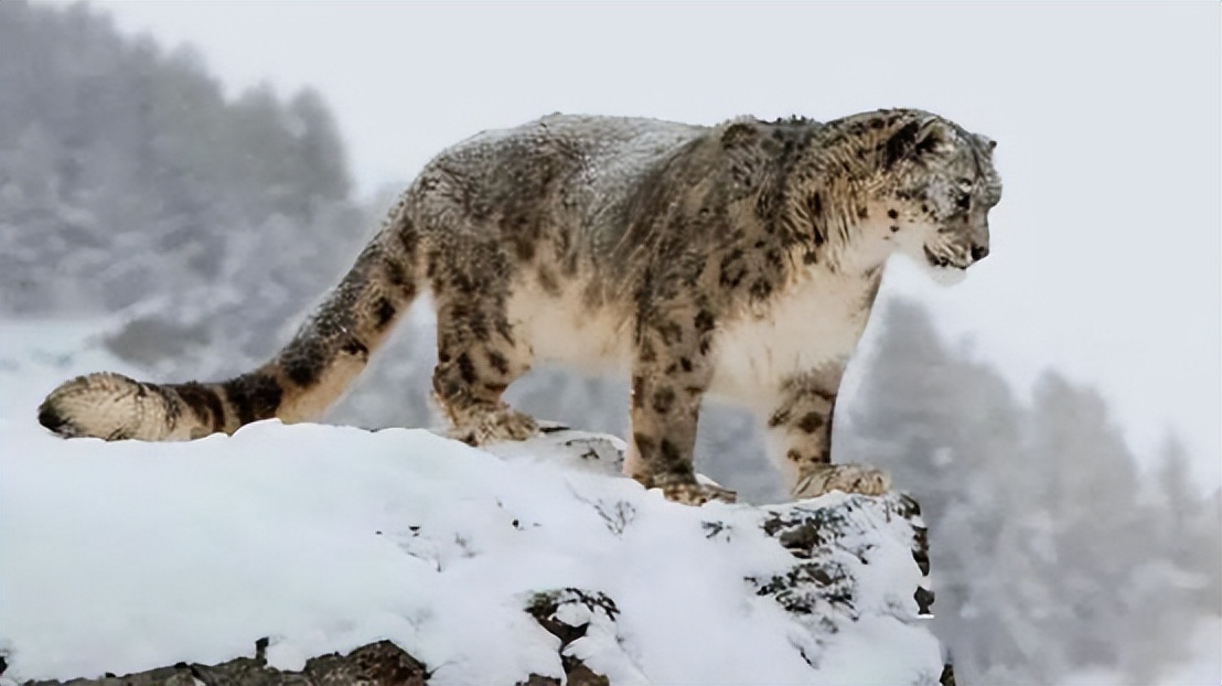 鬼獒图片(西藏拍到“雪山之王”，明明是顶级掠食者，为何却打不过流浪藏獒)