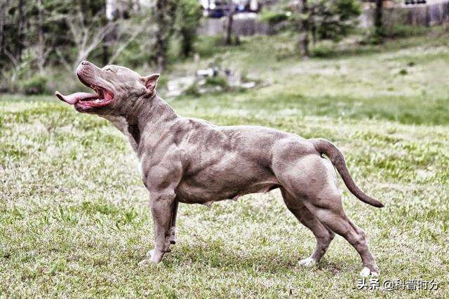 法国波尔多犬(世界上凶猛的十种狗，日本土佐犬上榜，藏獒排名第二)