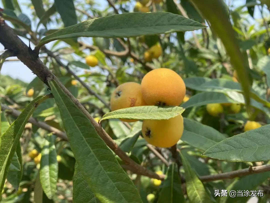 安徽当涂：大青山的枇杷熟了！