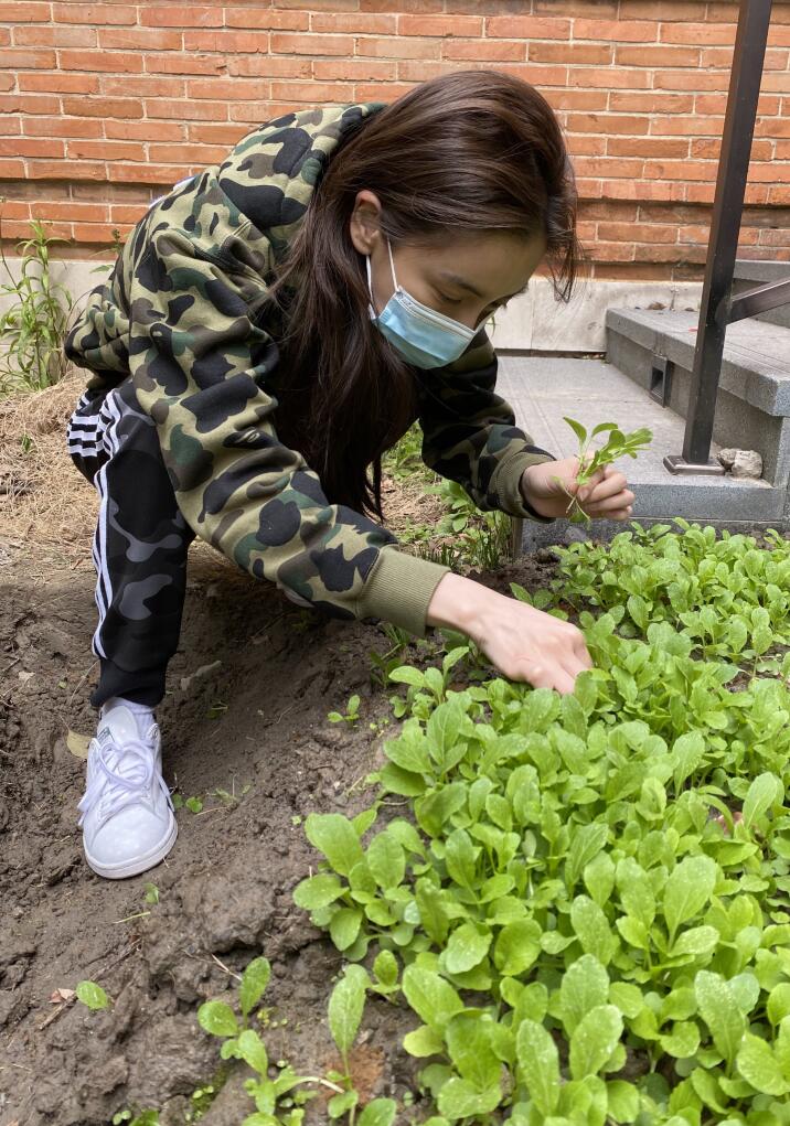 是女明星也是“菜农”！柳岩吃过刘亦菲种的茄子，张馨予家有农场