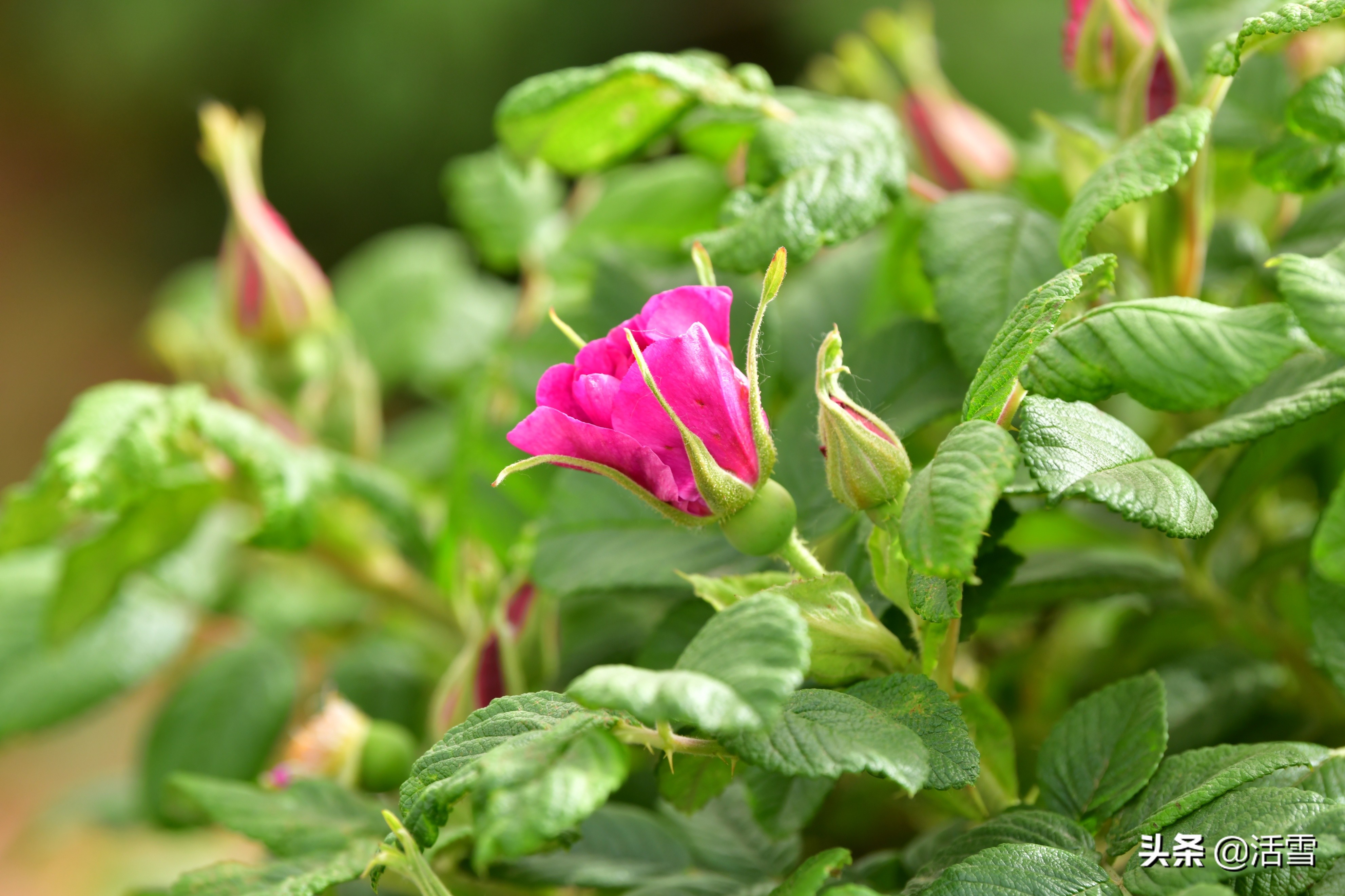 可食用的玫瑰花有哪些品种（可食用的玫瑰花有哪些品种图片）-第1张图片