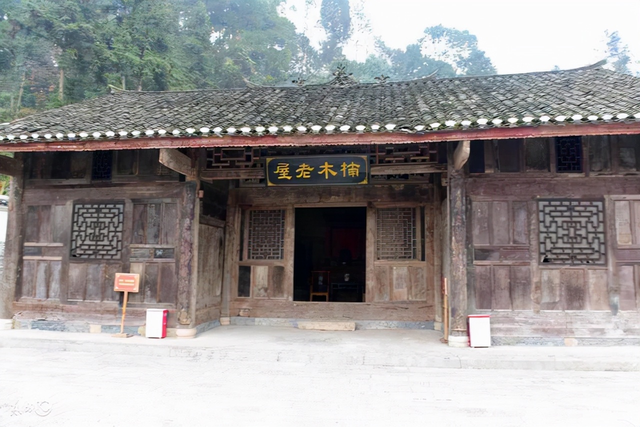 十大名贵树苗盘点：稀有品种单株售价高达两万元
