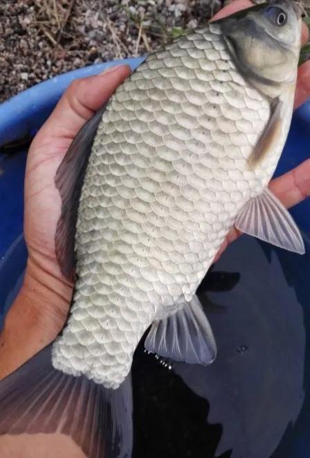 黄金鲫鱼一斤多少钱(金黄色) - 价格百科