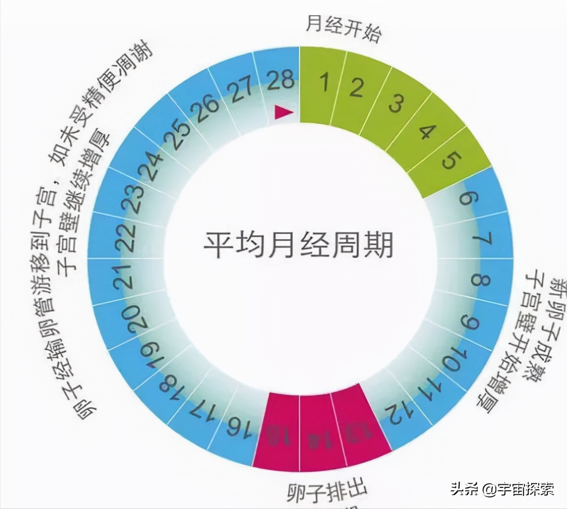 深度长文：动物界通常雄性更漂亮，为什么人类雌性比雄性更漂亮？