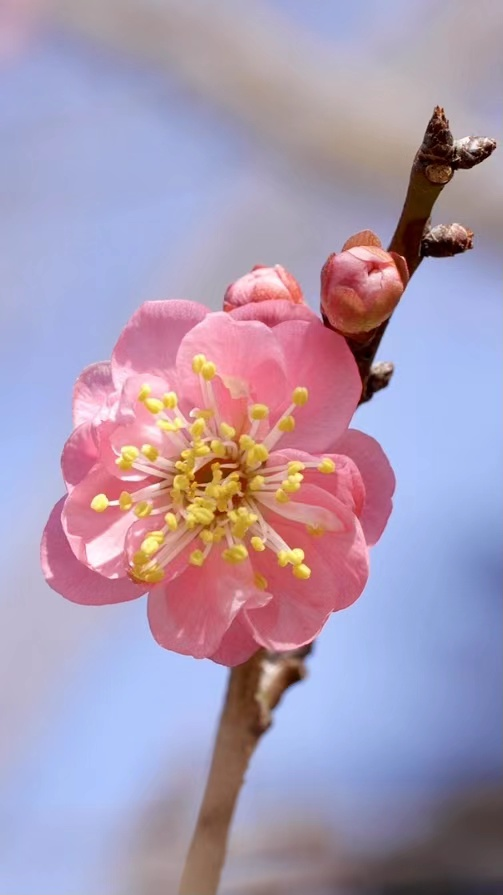 看完这篇文章，终于可以说一句：你好，南京的春天