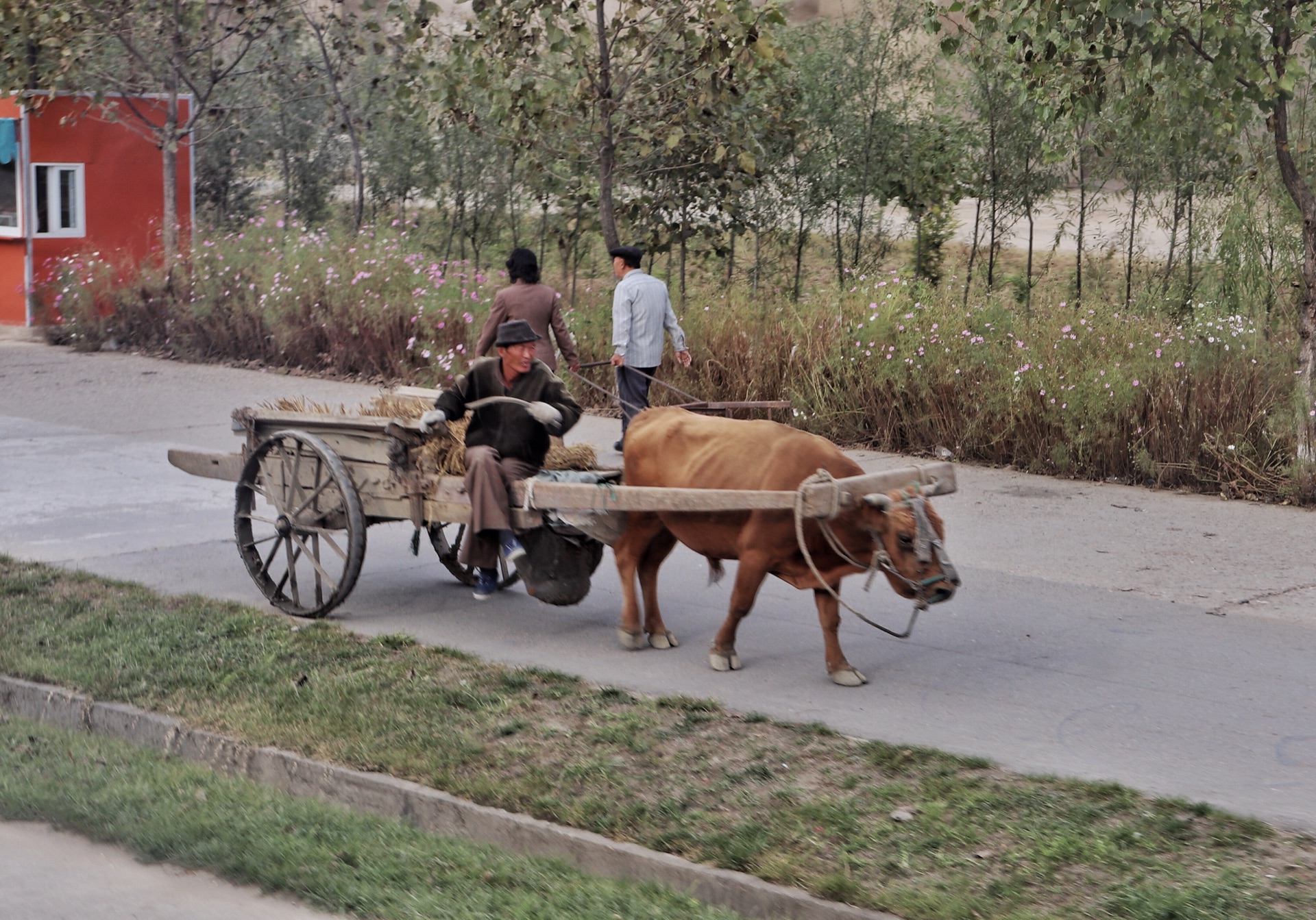 一般每个朝鲜农村还会有几辆牛车,在农忙时间,牛有专门负责喂养的人