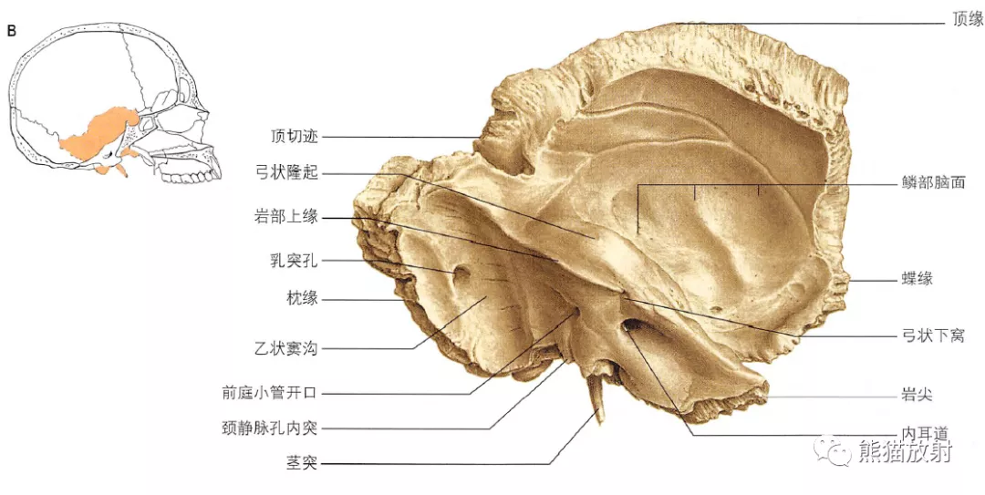 耳朵构造图解大全清晰（耳朵构造详细图）-第2张图片-科灵网