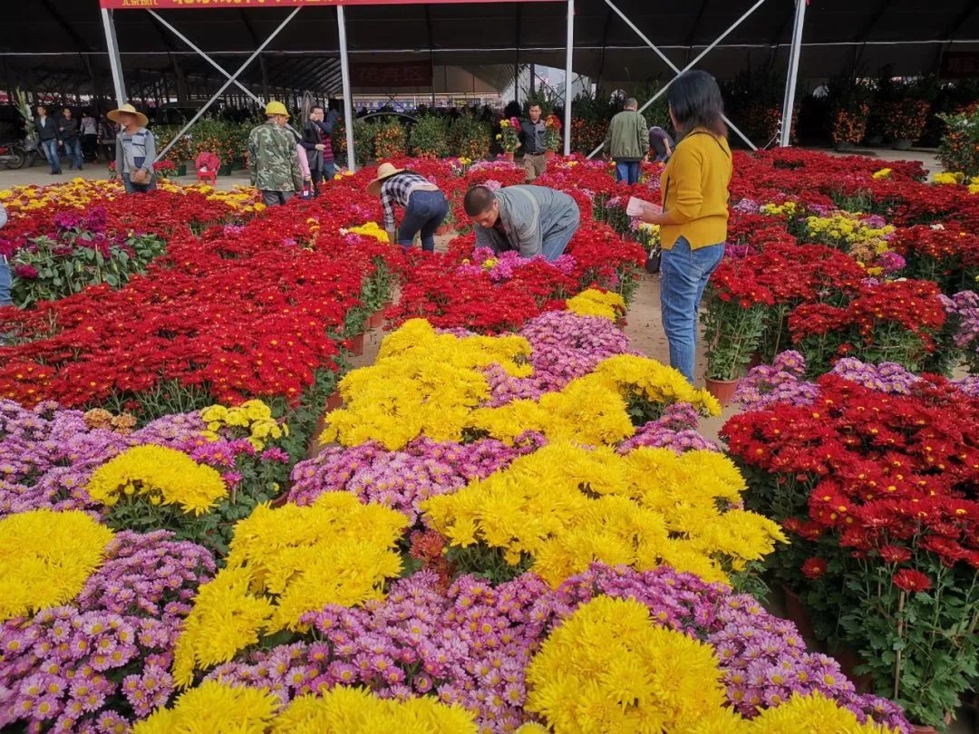 从化室内花卉哪些种类（年货推介第一弹！广东花市强势回归，哪朵花是你的最爱？（附各地市购花攻略））