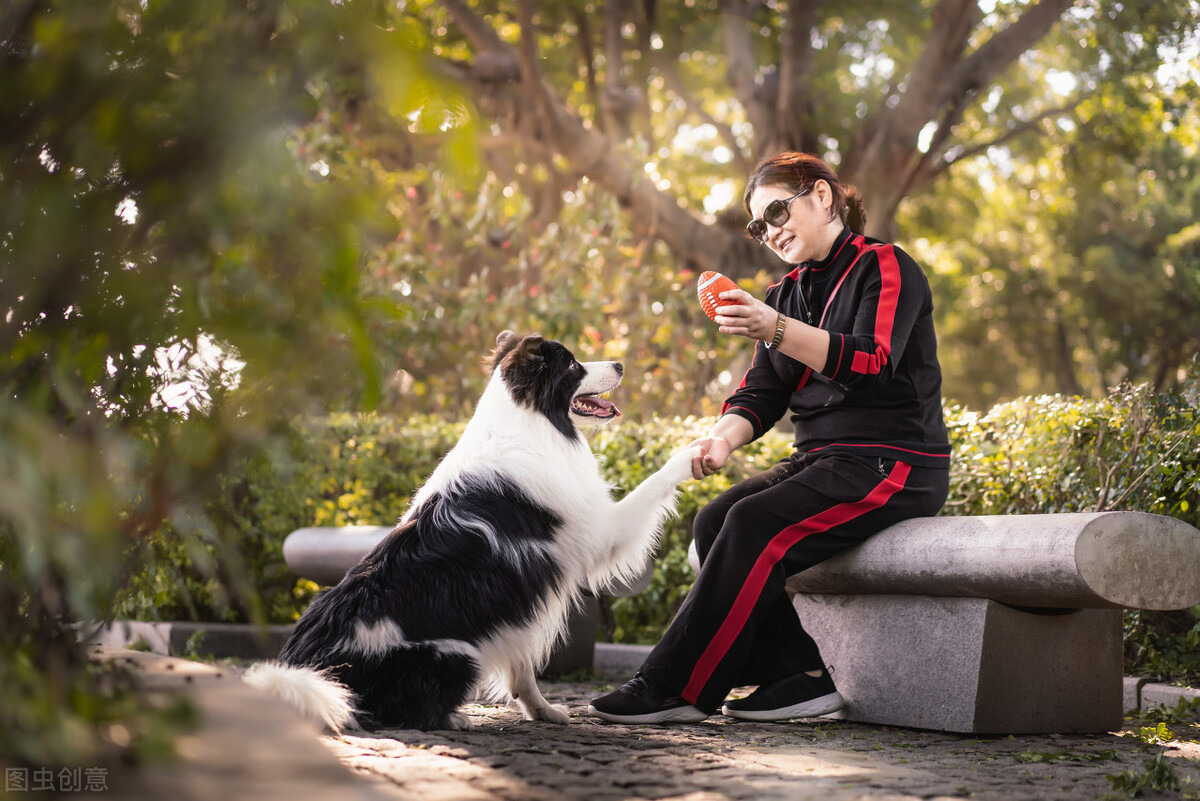 边牧犬的优缺点,看完你能接受吗?