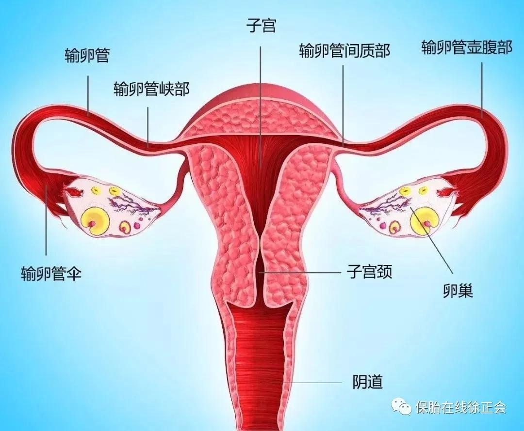 输卵管造影大概费用（输卵管检查需要多少钱？输卵管检查方法有哪些？）