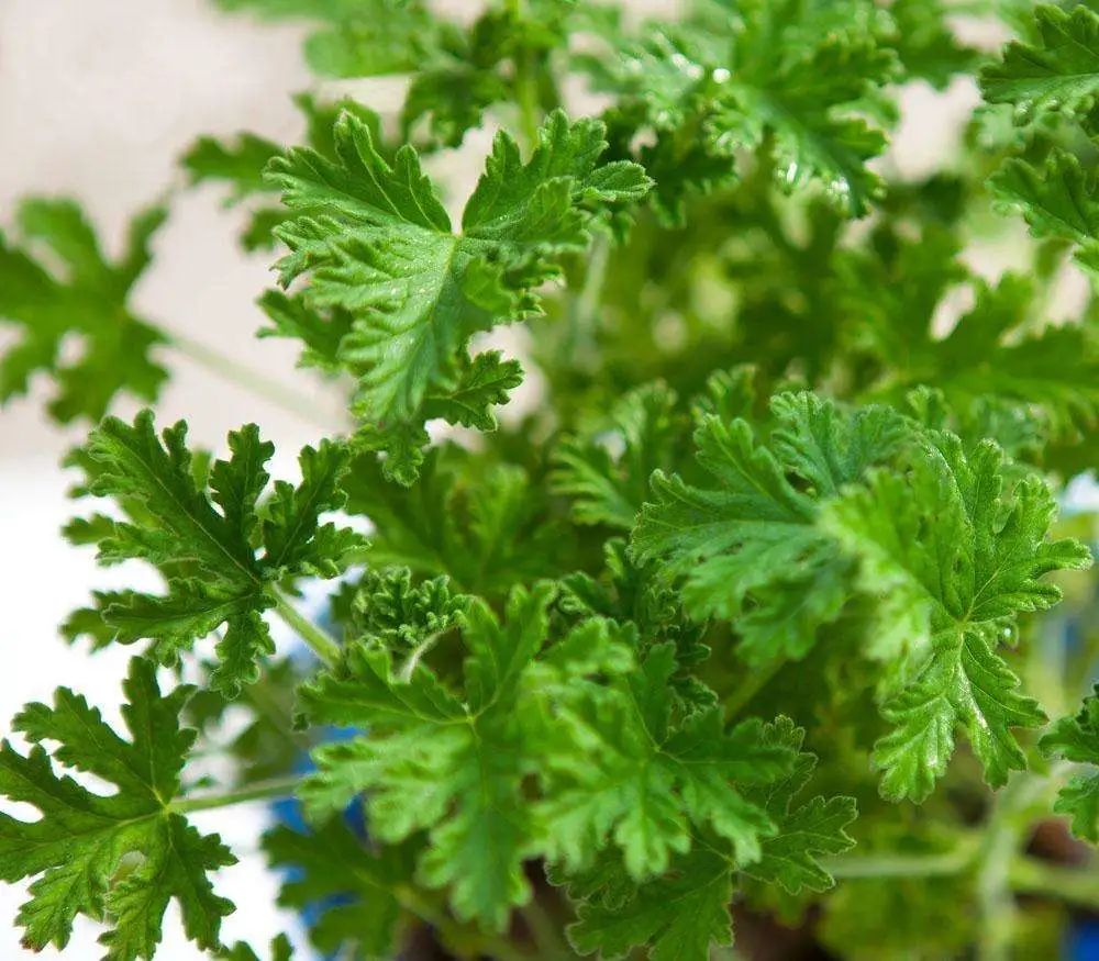 市面上常见驱蚊草,为你揭开"名叫驱蚊,能否驱蚊"的真相