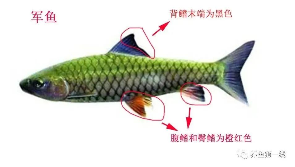 认识相似的刺鲃鱼:青波鱼和军鱼(光倒刺鲃),青竹鱼(倒刺鲃)