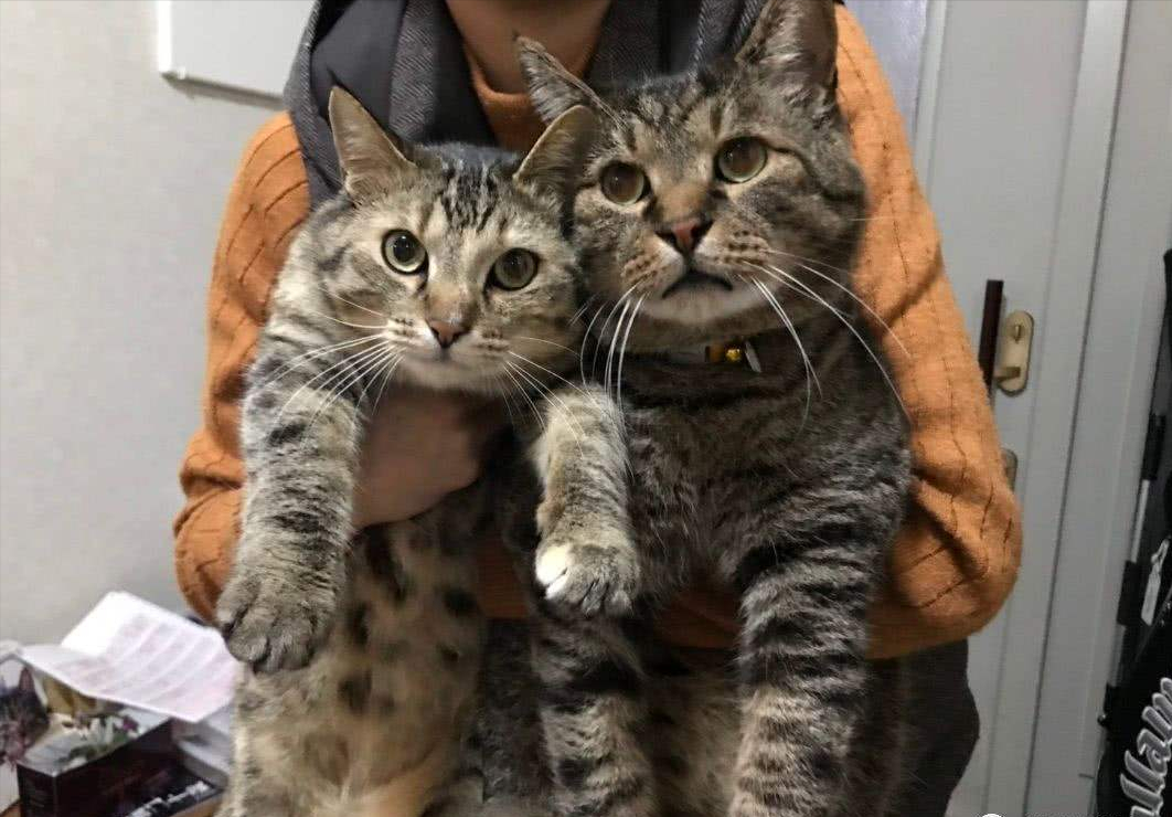 美短猫脾气那么好,为什么销量比不上狸花猫?