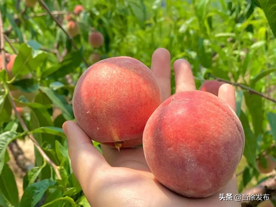 安徽当涂：大青山的枇杷熟了！