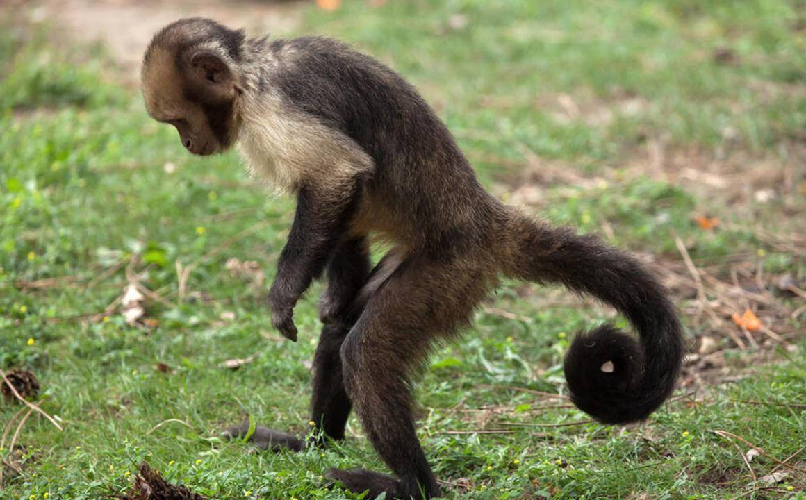 巴拿马猴已进入石器时代,科学家表示担忧:它们会不会变成人类?