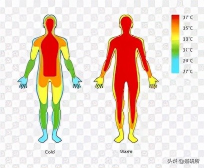 警惕猫咪冬季冻伤！急救指南在这里…