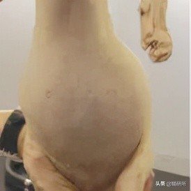 得传腹的猫越来越多？普通家长要了解些什么