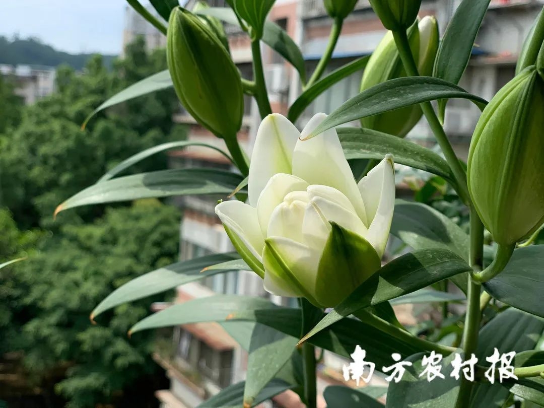 从化室内花卉哪些种类（年货推介第一弹！广东花市强势回归，哪朵花是你的最爱？（附各地市购花攻略））